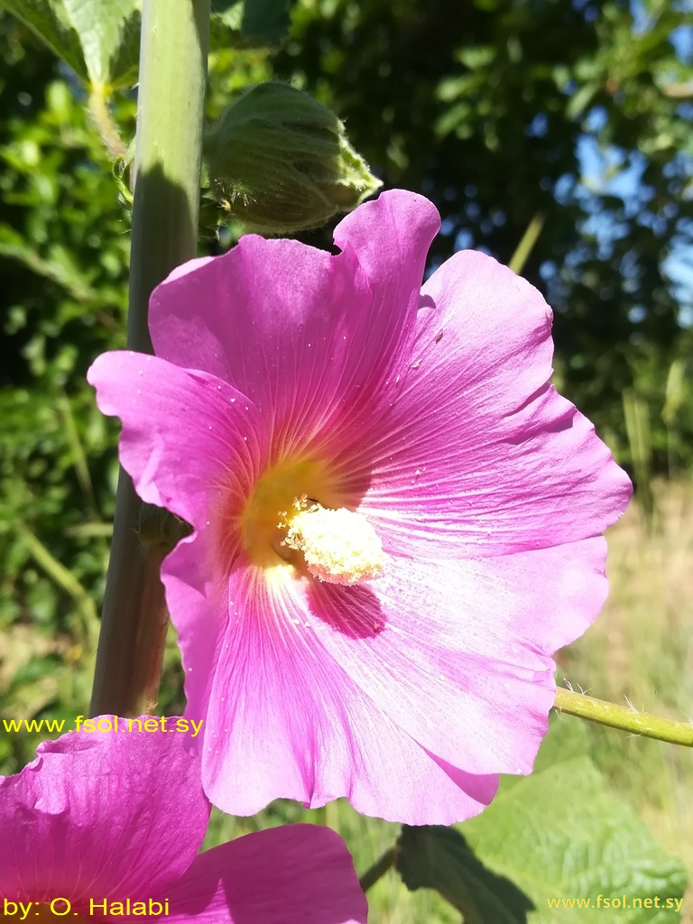 Alcea  rosea L.